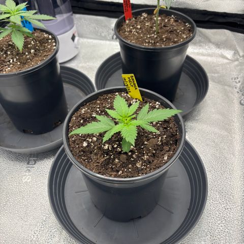 Banana Melt growlog timeline photo