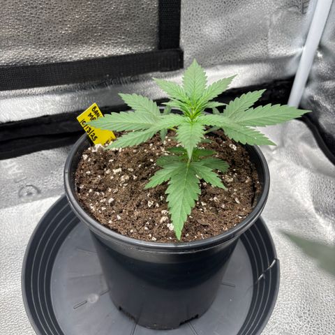 Banana Melt growlog timeline photo