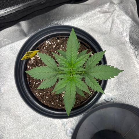 Banana Melt growlog timeline photo