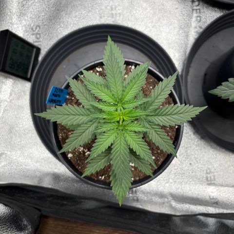 Blueberry Muffin growlog timeline photo