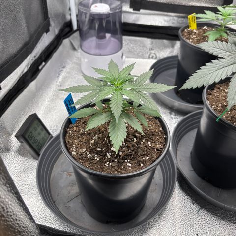 Blueberry Muffin growlog timeline photo