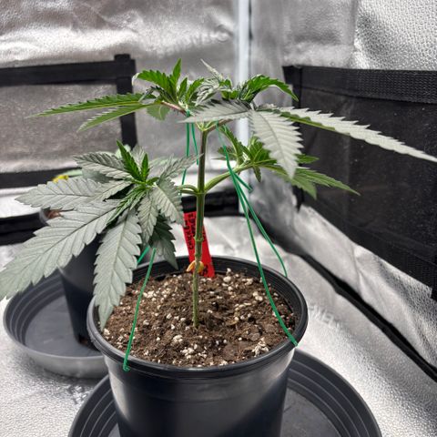Chicken n’ Wafflez growlog timeline photo