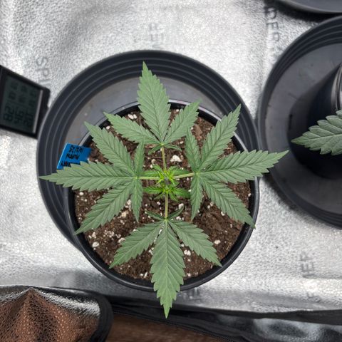 Blueberry Muffin growlog timeline photo