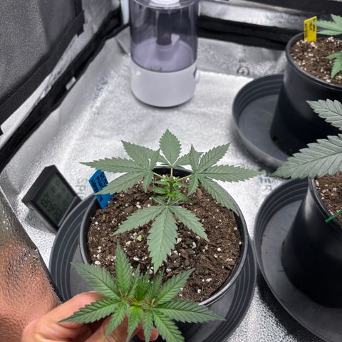 Blueberry Muffin growlog timeline photo
