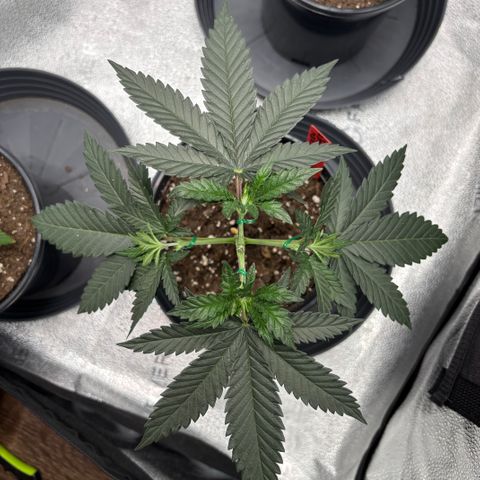 Chicken n’ Wafflez growlog timeline photo