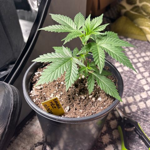 Banana Melt growlog timeline photo