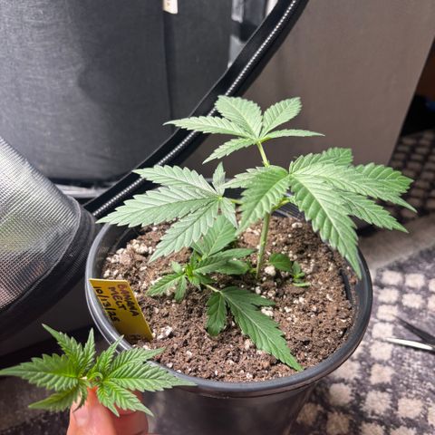 Banana Melt growlog timeline photo