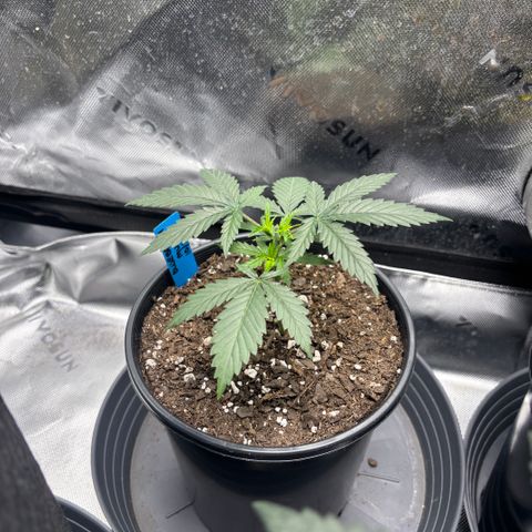 Blueberry Muffin growlog timeline photo