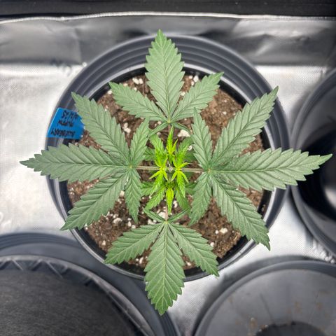 Blueberry Muffin growlog timeline photo
