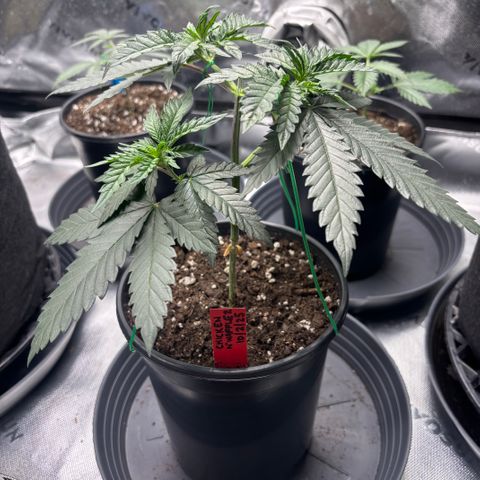 Chicken n’ Wafflez growlog timeline photo