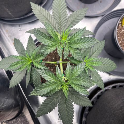 Chicken n’ Wafflez growlog timeline photo