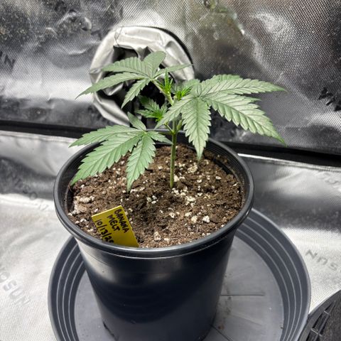 Banana Melt growlog timeline photo