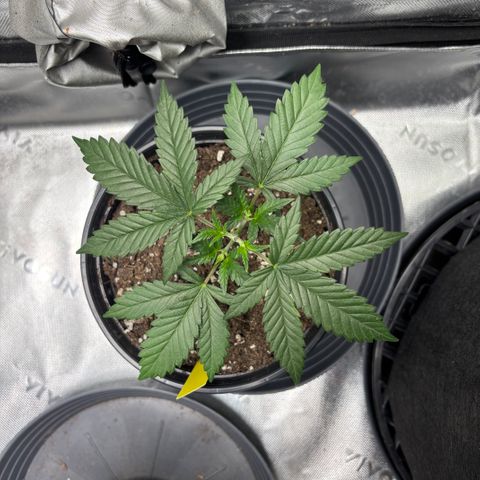 Banana Melt growlog timeline photo