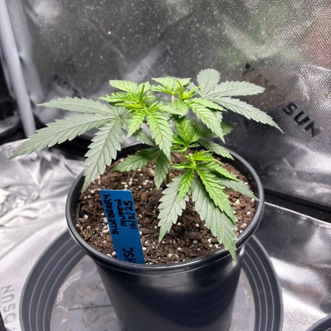 Blueberry Muffin growlog timeline photo