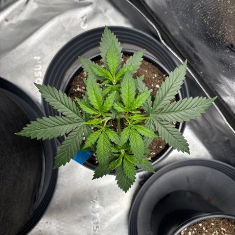 Blueberry Muffin growlog timeline photo