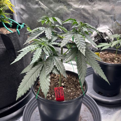 Chicken n’ Wafflez growlog timeline photo
