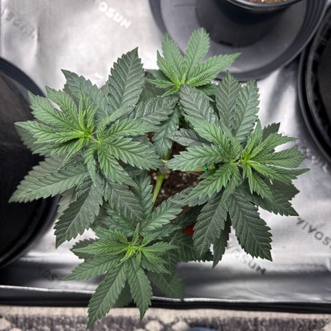 Chicken n’ Wafflez growlog timeline photo
