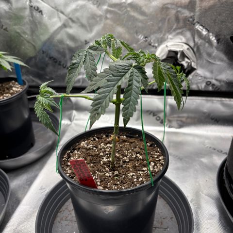 Chicken n’ Wafflez growlog timeline photo