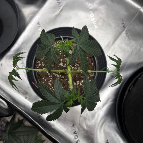 Chicken n’ Wafflez growlog timeline photo