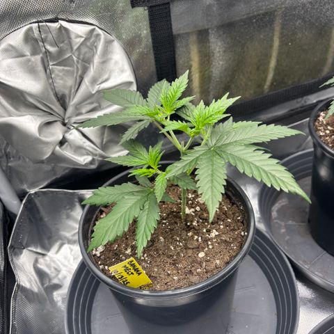 Banana Melt growlog timeline photo