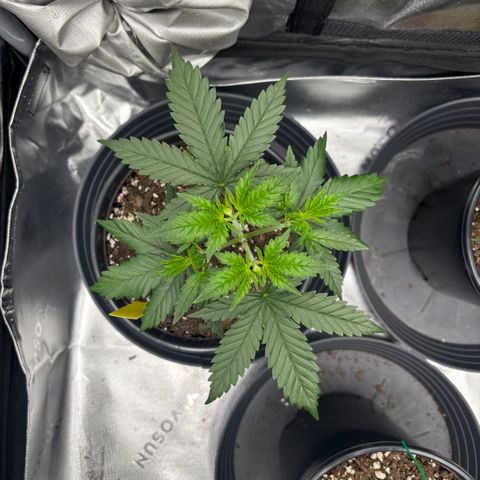 Banana Melt growlog timeline photo