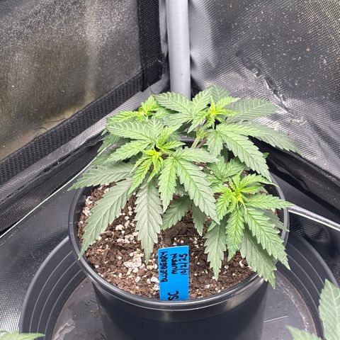 Blueberry Muffin growlog timeline photo