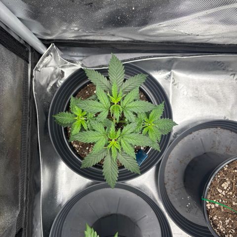 Blueberry Muffin growlog timeline photo