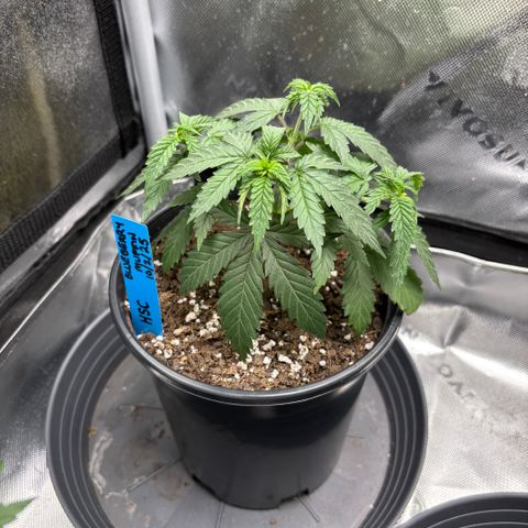 Blueberry Muffin growlog timeline photo