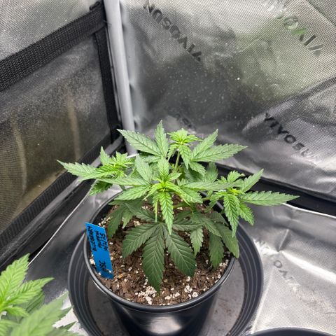 Blueberry Muffin growlog timeline photo