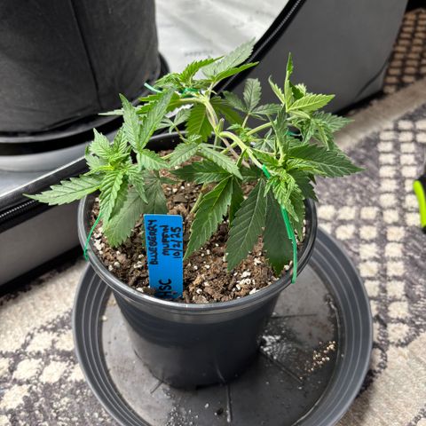 Blueberry Muffin growlog timeline photo