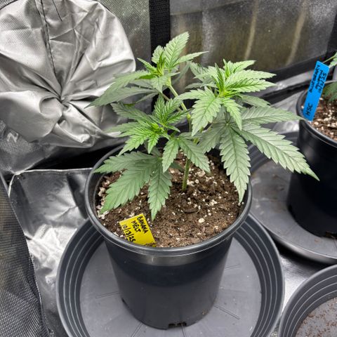 Banana Melt growlog timeline photo