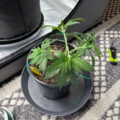 Banana Melt growlog timeline photo