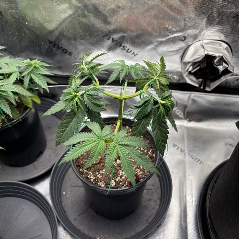 Chicken n’ Wafflez growlog timeline photo