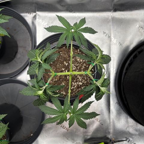 Chicken n’ Wafflez growlog timeline photo