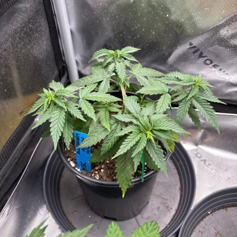 Blueberry Muffin growlog timeline photo