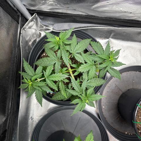 Blueberry Muffin growlog timeline photo