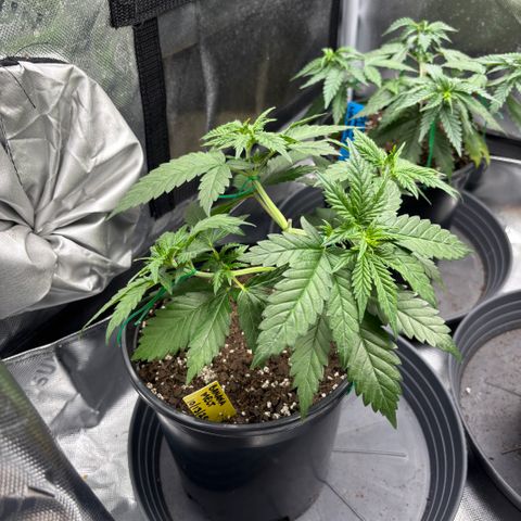 Banana Melt growlog timeline photo