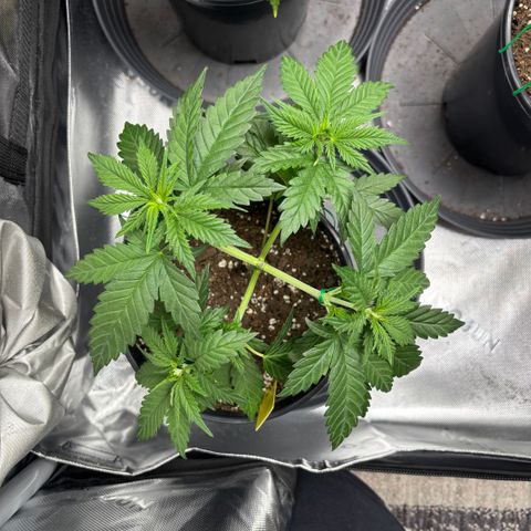 Banana Melt growlog timeline photo