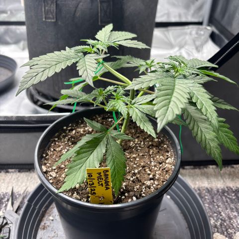 Banana Melt growlog timeline photo
