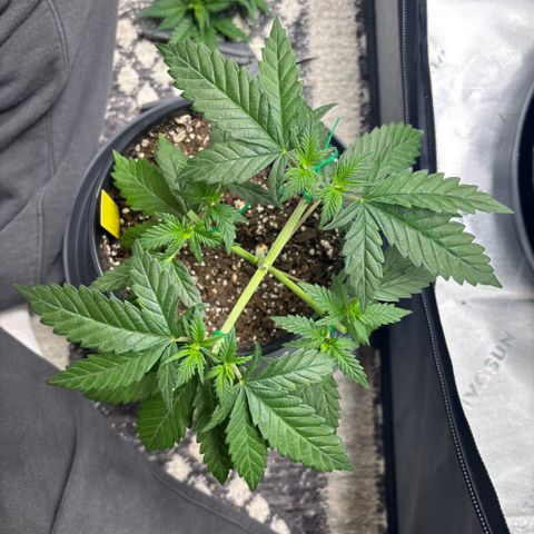 Banana Melt growlog timeline photo