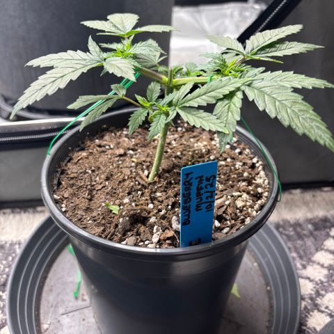 Blueberry Muffin growlog timeline photo