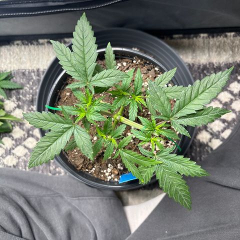 Blueberry Muffin growlog timeline photo