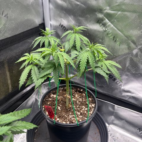 Chicken n’ Wafflez growlog timeline photo