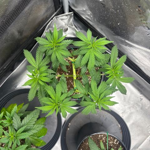 Chicken n’ Wafflez growlog timeline photo
