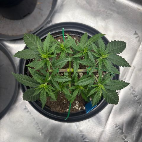 Blueberry Muffin growlog timeline photo