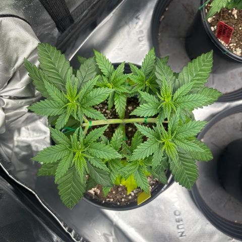 Banana Melt growlog timeline photo
