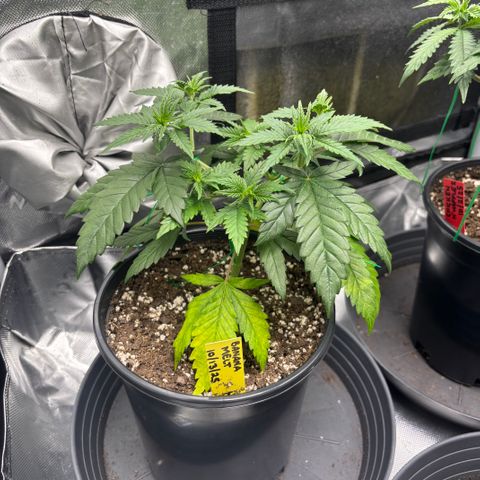 Banana Melt growlog timeline photo