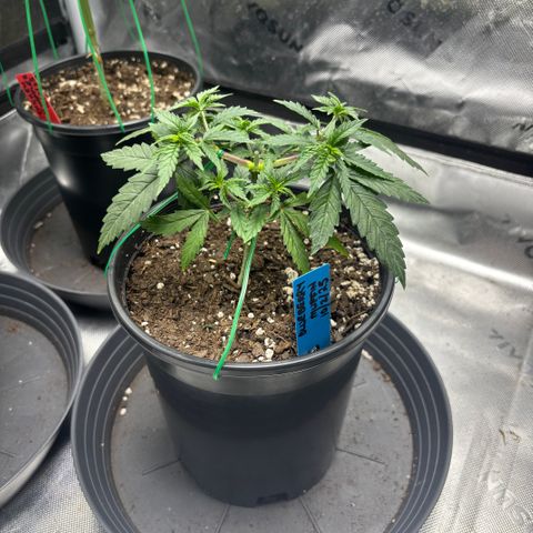 Blueberry Muffin growlog timeline photo