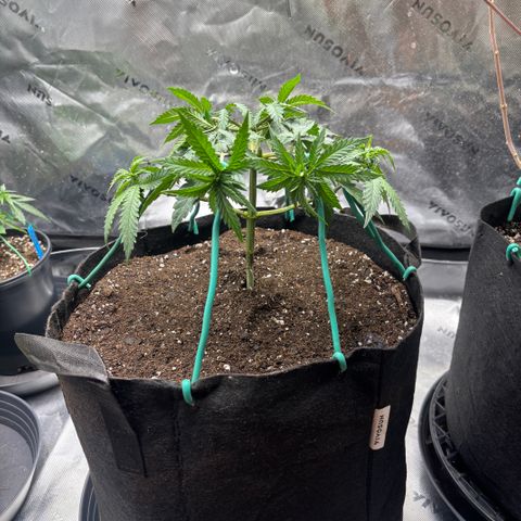 Chicken n’ Wafflez growlog timeline photo