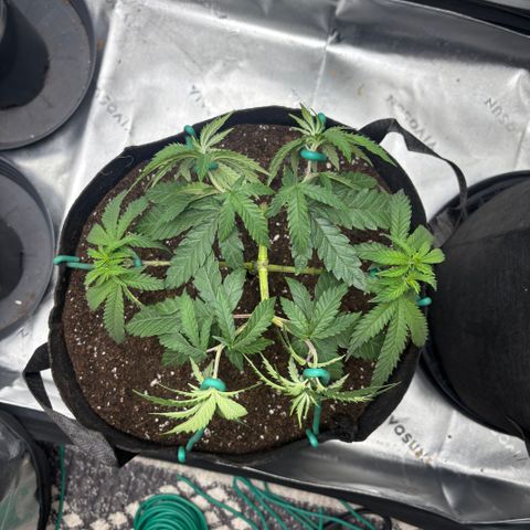 Chicken n’ Wafflez growlog timeline photo
